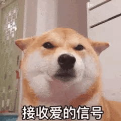 超级有趣的爆笑可爱gif表情
