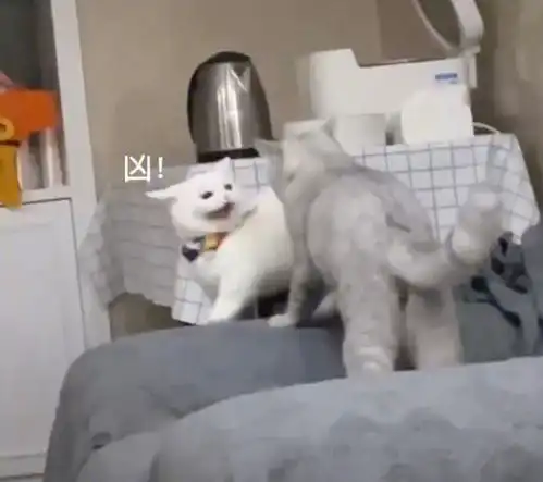 情侣猫猫吵架表情包
