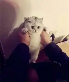网友壁咚了他家的猫,喵的表情也是醉醉哒
