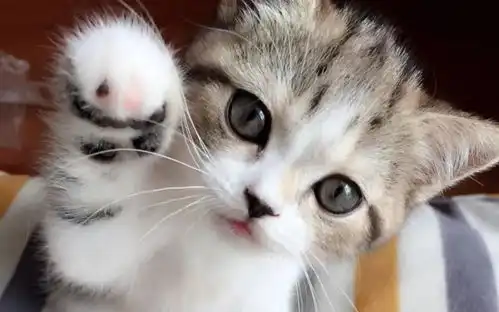 我承认,我就是馋猫的身子想一口吞掉的那种