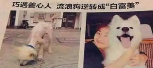 流浪狗饿得皮包骨头徘徊路边,善良女孩伸出援手,一年后赚翻了
