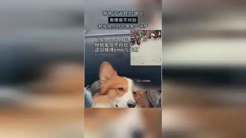 带狗子返程的路上表情很不对劲