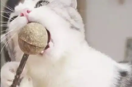 成年猫闻了就能发疯猫薄荷为何不能对幼猫起作用
