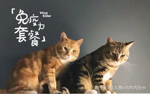 有哪些经济实惠又安全的猫粮推荐
