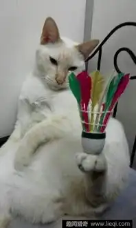 马来西亚一只猫能用脚举起任何东西
