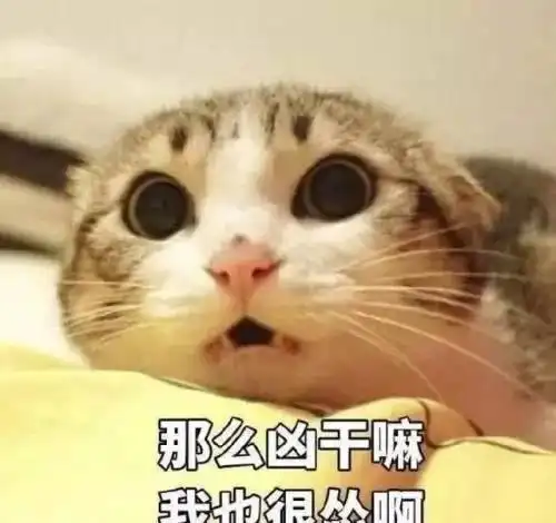我们家里绝对不能养猫吸猫真香
