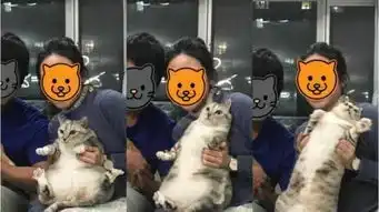 猫咪拍全家福被吓到,坐姿僵硬表情逗趣,网友像在坐云霄飞车
