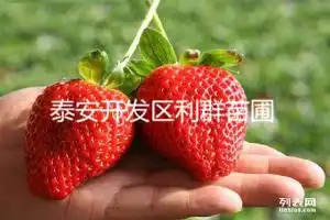 重庆草莓苗重庆草莓苗多少钱一株红颜草莓苗章姬草莓苗
