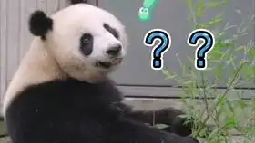 金花哥vlog每一帧都是表情包看金花哥如何给猫和老鼠配音

