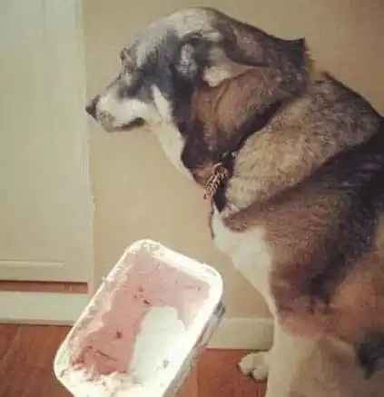 狗狗犯了错必须打兽医告诉你,最好别这么做
