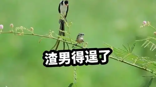 只要嘴皮好,对象跑不了搞笑配音,神奇动物在抖音
