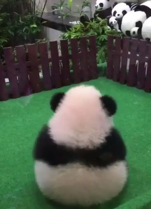大熊猫到底有多可爱,职业猫粉带你一起看萌萌的熊猫
