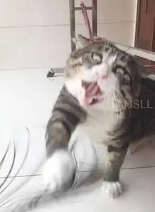 这只胖乎乎的虎斑猫,天生就是一个可爱的表情包
