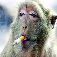 动漫头像动物抽烟图片微信头像图片大全
