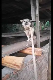 狗狗一开始很凶,当网友拿了肉过来后马上就变和蔼了,真香定律
