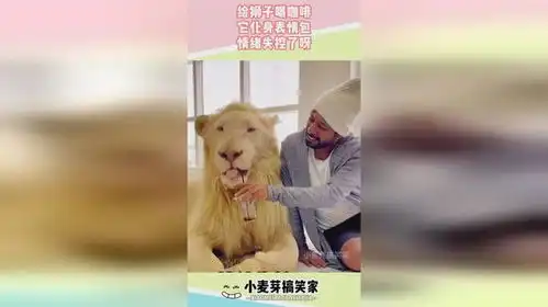 给狮子喝咖啡,它化身表情包,情绪失控了呀