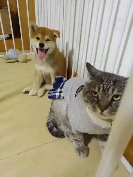 网友自从养了这只小柴犬后,竟然敢对猫做这事,感觉活不长了...
