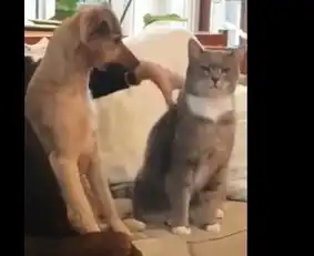 狗狗学主人抚摸猫咪,猫的表情亮了同是宠物,你凭什么撸我

