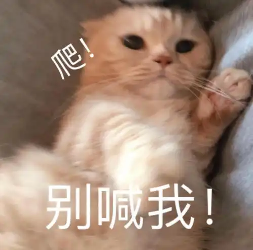 认怂表情包可爱猫复试