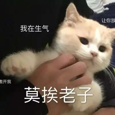可爱猫猫
