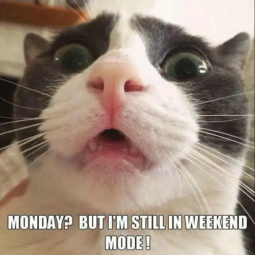 猫meme凭什么火遍全球外刊精读
