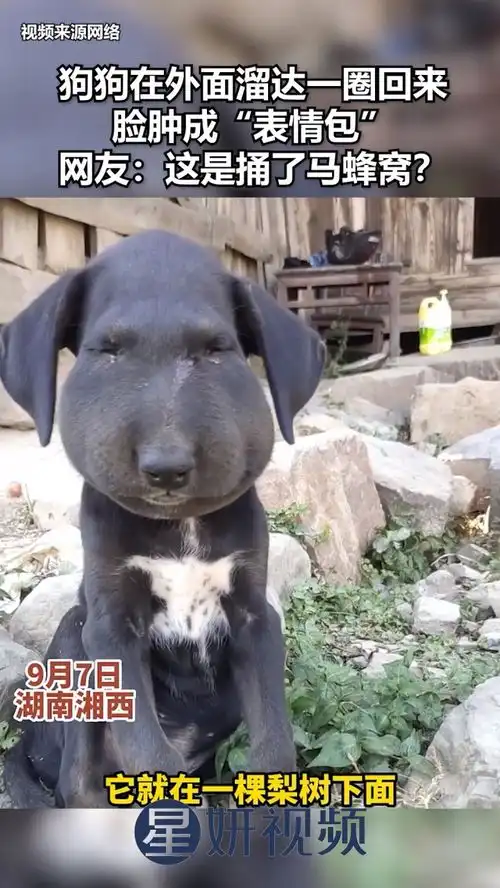 狗狗在外面溜达一圈回来,脸肿成表情包,网友这是捅了马蜂窝
