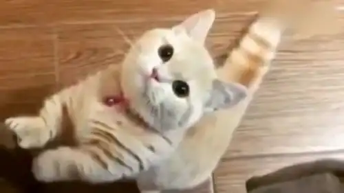 小猫咪饿了,表情太可爱了
