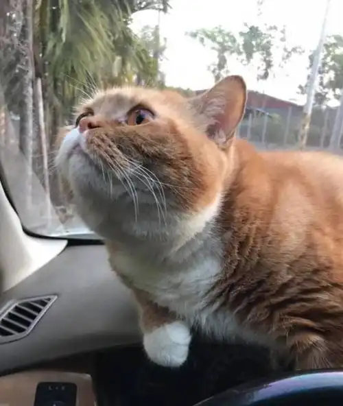 橘猫第一次坐车,吓出表情包,橘猫吓死俺了,要两个肉罐头安慰
