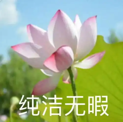 表情包做一朵莲花,心静如水,清心寡欲
