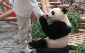 熊猫版小苹果
