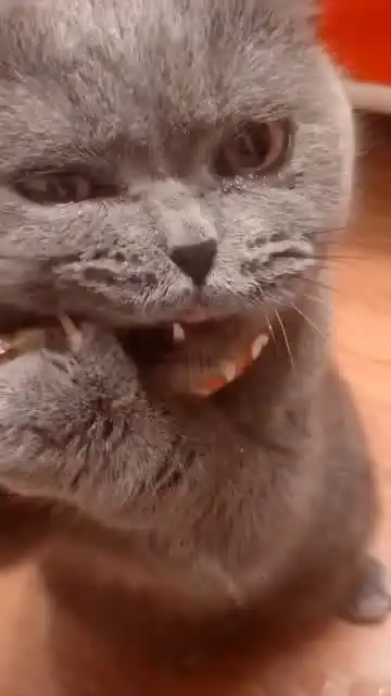 我家吃货小猫咪,哎呀妈呀太好吃了,表情好可爱
