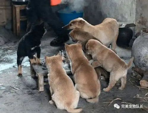 警惕冬天不能让狗狗长时间待在这5个地方,危险很大
