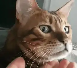 养猫久了,都会出现这些怪现象,不是忽悠你
