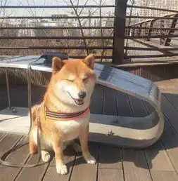 柴犬救命呀我的手手被吃掉啦
