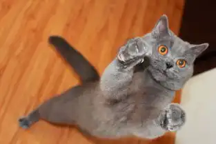 我家的蓝猫,2个多月,纯吗卖家说是橘红眼,现在看怎么是黄色,还
