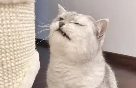 吃货狸花猫,咬了窝后秒变表情包,嫌弃的飞机耳都出来了

