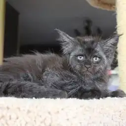 长得非常像人的猫是怎么回事长得非常像人的猫是什么样子