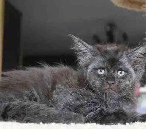 一只长得非常像人的猫火了,许多网友称看到它的脸真的有点吓到了
