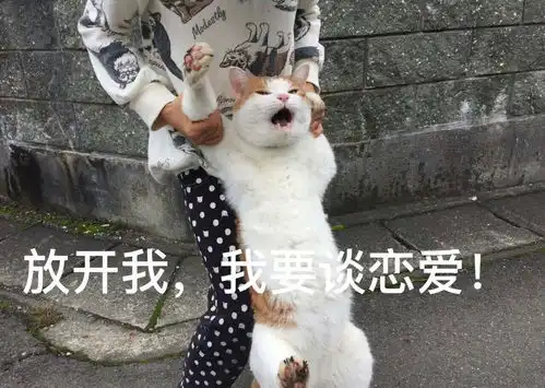 一只私奔没两天就被主人抓回来的喵,画面惨烈
