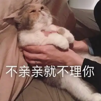 表情包小猫咪能有什么坏心眼呢
