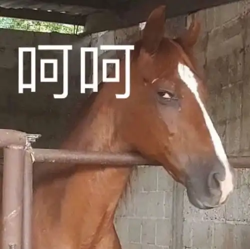 有哪些沙雕而又可爱的文案让你一眼就喜欢
