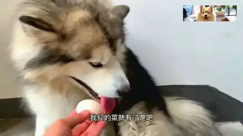 主人带着狗狗逛菜市,狗狗竟然跑去偷鸡蛋,被发现后表情太搞笑了
