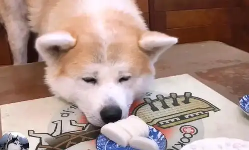 主人在吃大餐,秋田犬只能在旁边看,被它的表情逗笑了
