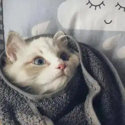 超萌宠物头像
