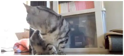 馋猫咪看到桌上有东西,趁机一口舔了下去,下一秒的表情亮了
