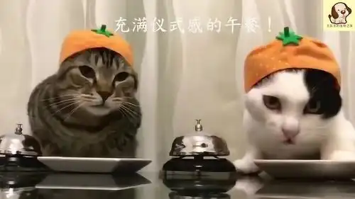 仪式感的生活,猫咪也需要
