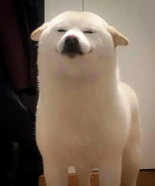 柴犬果然是表情包界的扛把子,有照片为证
