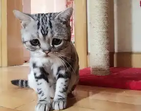 委屈猫可怜眼神萌化网民获最悲伤小猫称号
