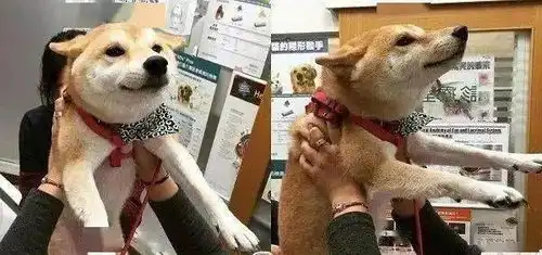 前方高能,请注意狗子打针的画风欣赏
