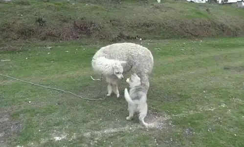 二哈看见羊驼以为是妈妈,结果被一脚踢开